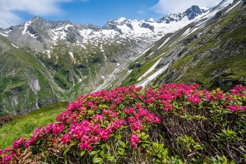 Picturesque mountain landscape with blooming alpine roses, behind mountain peak Grosser Loeffler