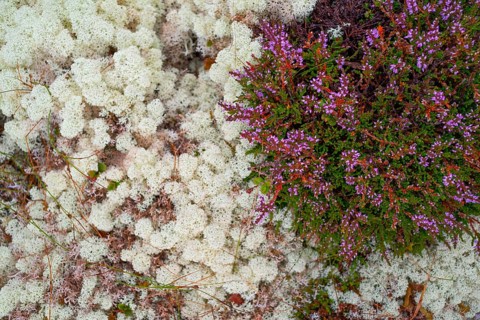 Broom common heather (Calluna vulgaris), true reindeer lichen (Cladonia rangiferina), nature