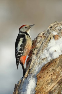 Middle spotted woodpecker (Dendrocopos medius), looking for food on snow-covered dead wood,