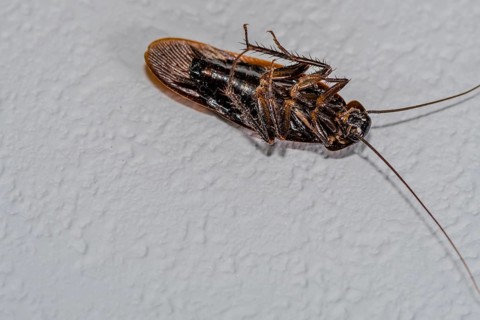 Close up of dead winged cockroach on isolated textured white background