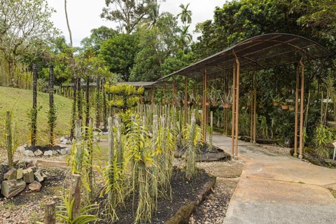 Orchid and bromeliad flower beds in botanical garden, selective focus, copy space, malaysia,