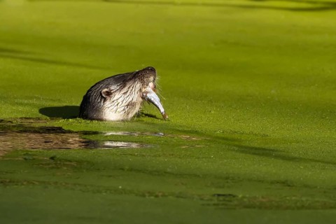European Otter (Lutra lutra) adult feeding on a fish in a lake, Suffolk, England, United Kingdom,