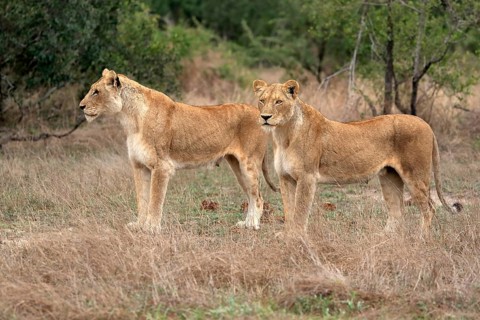 Lion (Panthera leo), adult, female, two females, vigilant, Sabi Sand Game Reserve, Kruger National