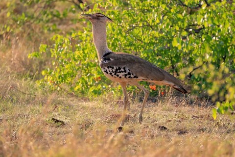 Kori bustard (Ardeotis kori), adult, foraging, vigilant, Kruger National Park, Kruger National