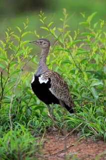 Red-crested Bustard, (Lophotis ruficrista), adult, foraging, vigilant, Kruger National Park, Kruger