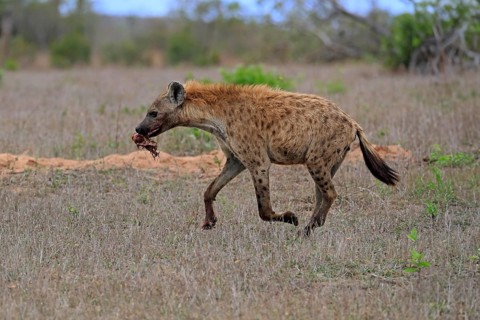 Spotted hyena (Crocuta crocuta), adult, with prey, carrying prey, running, Sabi Sand Game Reserve,
