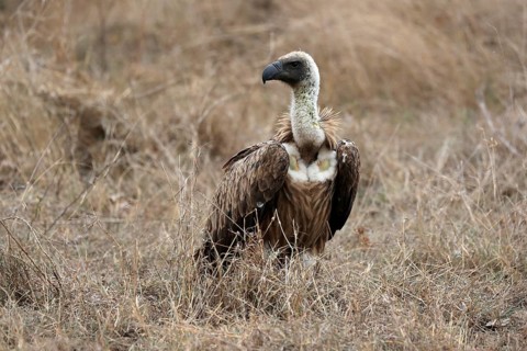 White-backed vulture (Gyps africanus), adult, alert, on ground, Sabi Sand Game Reserve, Kruger