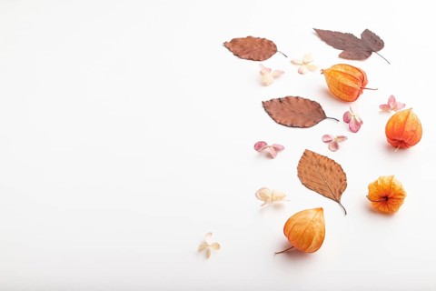 Composition with yellow and brown beech autumn leaves, physalis and hydrangea flowers, mockup on