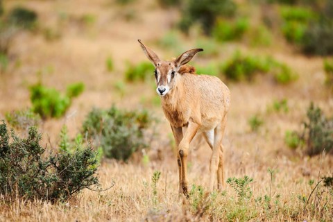 Roan Antelope (Hippotragus equinus) youngster in the dessert, captive, distribution Africa