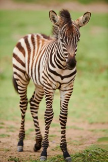 Plains zebra (Equus quagga) foal standing in the dessert, captive, distribution Africa