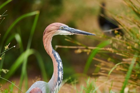 Goliath heron (Ardea goliath) standing in the bushes at the water, captive