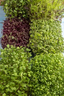 Set of boxes with microgreen sprouts of amaranth, rucola, watercress, mustard, mizuna and kohlrabi