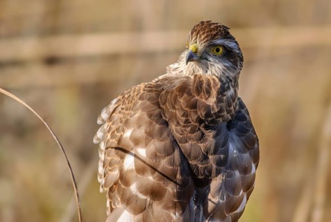 Young eurasian sparrowhawk (Accipiter nisus) resting on a branch in the sun, Bas-Rhin, Alsace,