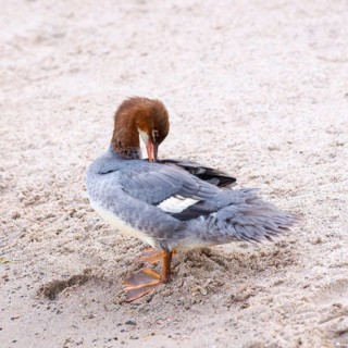 Goosander (Mergus merganser merganser), female, standing in the sand on the shore and preening her