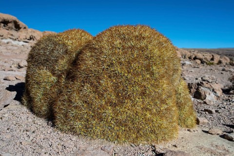 Cumulopuntia boliviana