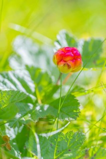 Cloudberry (Rubus chamaemorus), portrait format, nature shot, close-up, summer, blurred background,