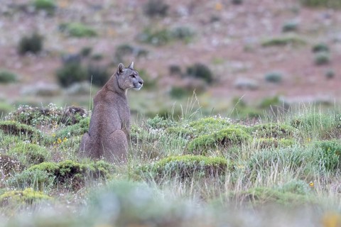Cougar (Cougar concolor), silver lion, mountain lion, cougar, panther, small cat, Torres del Paine