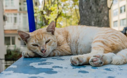 Closeup of brown and white cat laying on metal box resting in Istanbul, Tuerkiye