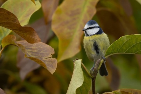 Blue tit (Cyanistes Caeruleus) adult bird amongst autumn leaves of a garden Magnolia tree, Suffolk,