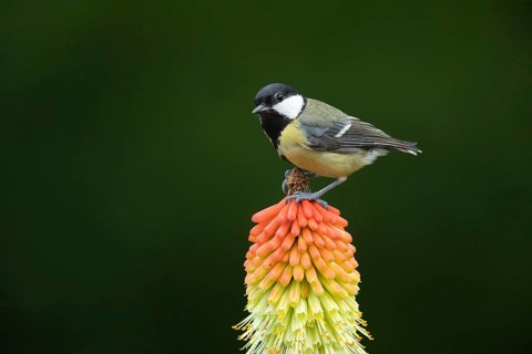 Great tit (Parus major) adult bird perched on a Red hot poker (Kniphofia uvaria) flower spike,