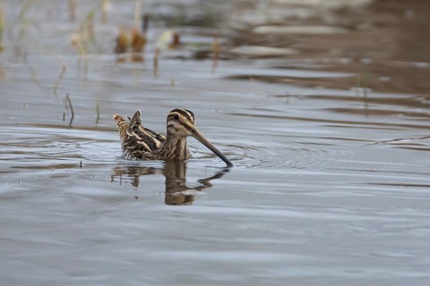 Common snipe (Gallinago gallinago) adult bird swimming across a lake, Suffolk, England, United