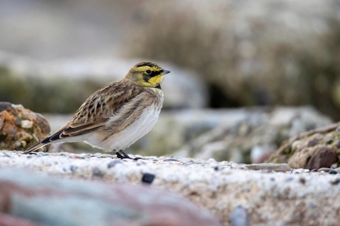 Horned lark, Heligoland