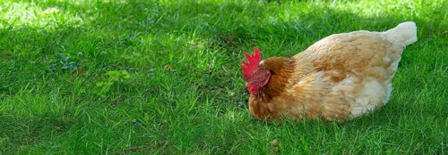 Brown hybrid hen (Gallus gallus domesticus) squatting in a meadow in the green grass and sleeping,