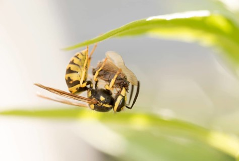 Common wasp (Vespula vulgaris) hanging upside down with prey on a leaf, close-up, macro shot,