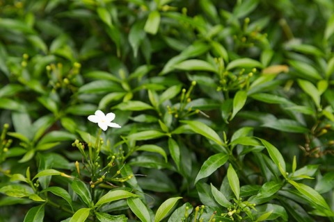 White jasmine flowers in botanical garden, selective focus, copy space, malaysia, Kuching orchid