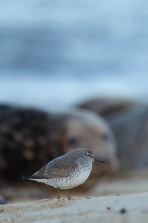 Red knot (Calidris canutus) adult bird with a Grey seal (Halichoerus grypus) adult in the