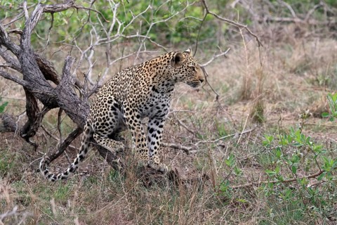 Leopard (Panthera pardus), adult, observed, alert, Sabi Sand Game Reserve, Kruger NP, Kruger