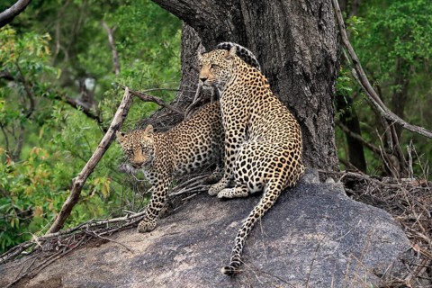 Leopard (Panthera pardus), adult with young, observed, alert, sitting, on rocks, Sabi Sand Game