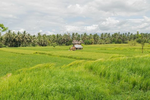 Rice fields in countryside, Ubud, Bali, Indonesia, green grass, large trees, jungle and cloudy sky.