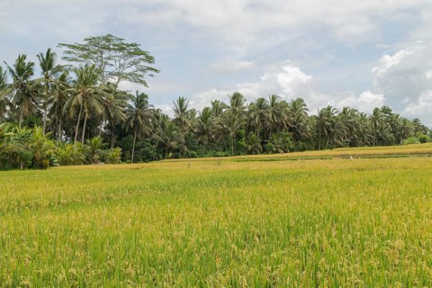Rice fields in countryside, Ubud, Bali, Indonesia, green grass, large trees, jungle and cloudy sky.