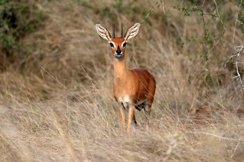 Steenbok (Raphicerus campestris), adult, male, foraging, vigilant, dwarf antelope, Kruger National