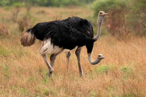 South african ostrich (Struthio camelus australis), adult, male, two males, foraging, feeding,