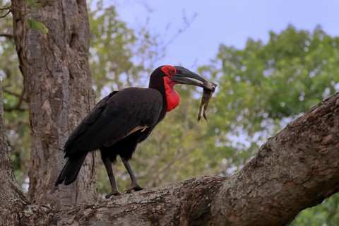 Southern ground hornbill (Bucorvus leadbeateri), adult, feeding, with prey, on tree, Kruger