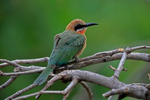 White-fronted bee-eater (Merops bullockoides), adult, on wait, Kruger National Park, Kruger