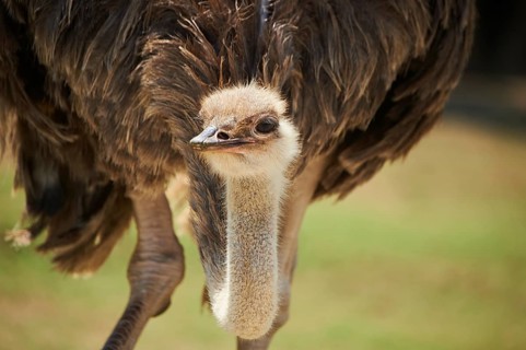 Common ostrich (Struthio camelus) female, portrait, captive, distribution Africa