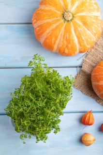 Microgreen sprouts of marigold with pumpkin on blue wooden background. Top view, flat lay, close up