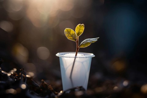Small plant seedling in plastic cup. KI generiert, generiert AI generated
