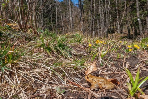 Common toad (Bufo bufo) on migration in spring. Haut-Rhin, Alsace, Grand Est, France, Europe