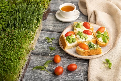 White bread sandwiches with cream cheese, tomatoes and microgreen on gray wooden background and
