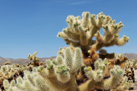 Teddybear Cholla (Cylindropuntia bigelovii), Joshua Tree National Park, Palm Desert, California,