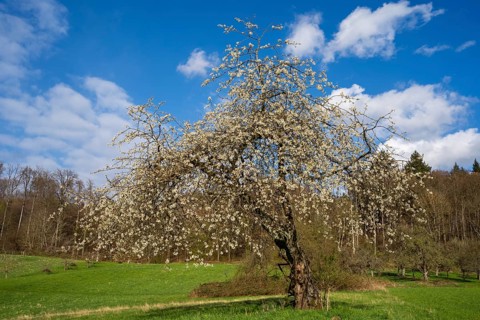 Landscape with a white blossoming fruit tree in a meadow in spring, the sky is blue, the sun is