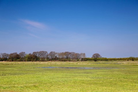 Wetland biotope in the Peene valley, waterlogged meadows, rare habitat for endangered plants and