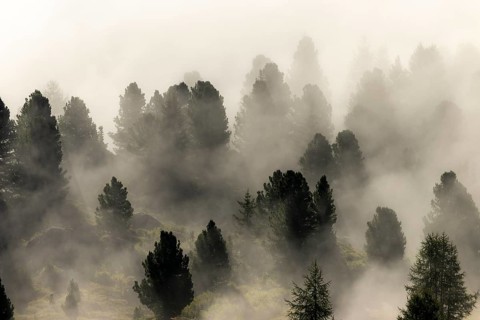 Conifers in the fog, Corvara, Dolomites, Italy, Europe