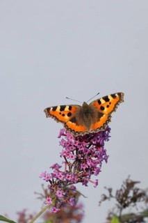 Small tortoiseshell (Aglais urticae), on summer lilac or butterfly-bush (Buddleja davidii), Wilden,
