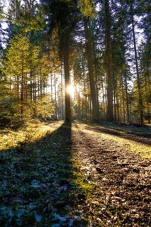 Sunshine penetrates the forest, creates shade and emphasises the forest landscape, Unterhaugstett,