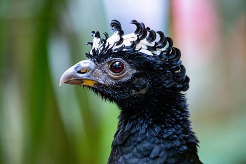 Bare-faced shokko (Crax fasciolata) Pantanal Brazil